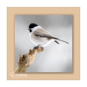 Sumpfmeise, Birds, nonnenmeise