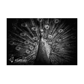 pfau, pfauenfedern, augen, vögel, natur, eleganz, 