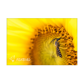 Biene auf Sonnenblume