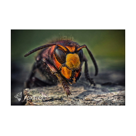 Hornisse, portrait, makro, insekten, künstlerisch, natur