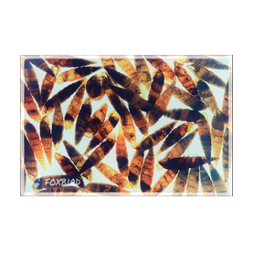 Shells, Schneckenhäuser, künstlerisch, fine art, licht, 